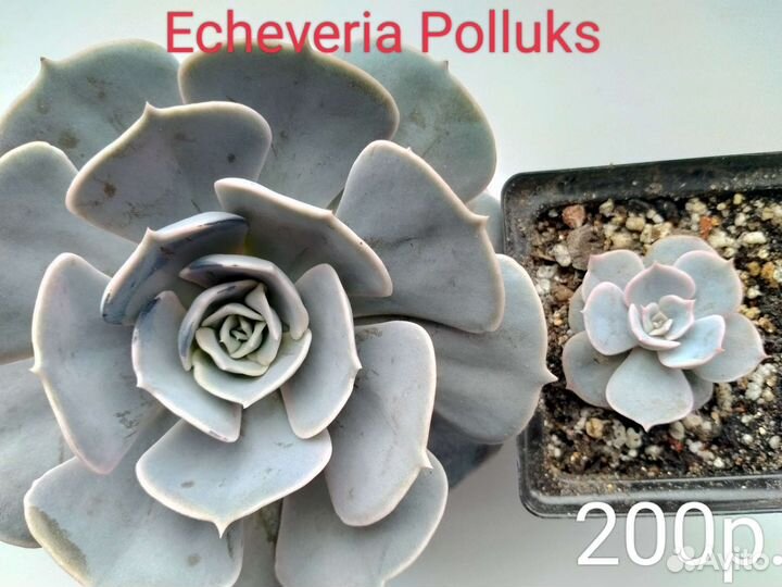 Суккуленты 2