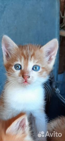 Рыжие котята в дар