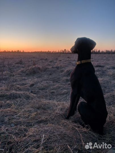 Кобель курцхаар для вязки