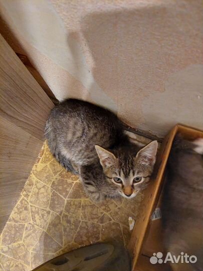 Котёнок Мальчик