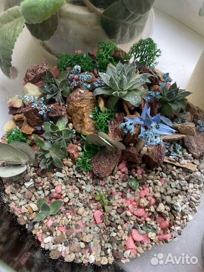 Флорариум с суккулентами
