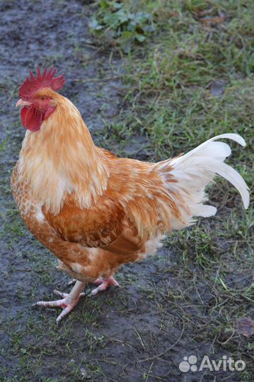 Петухи