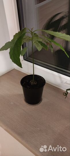 Дерево авокадо