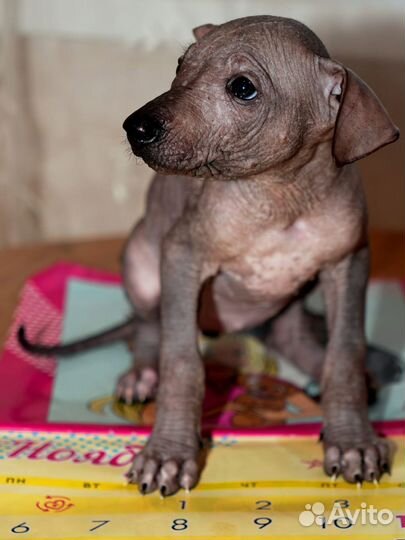 Ксолоитцкуинтли стандартный размер