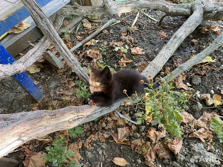 Котята бесплатно