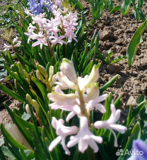 Луковицы гиацинтов