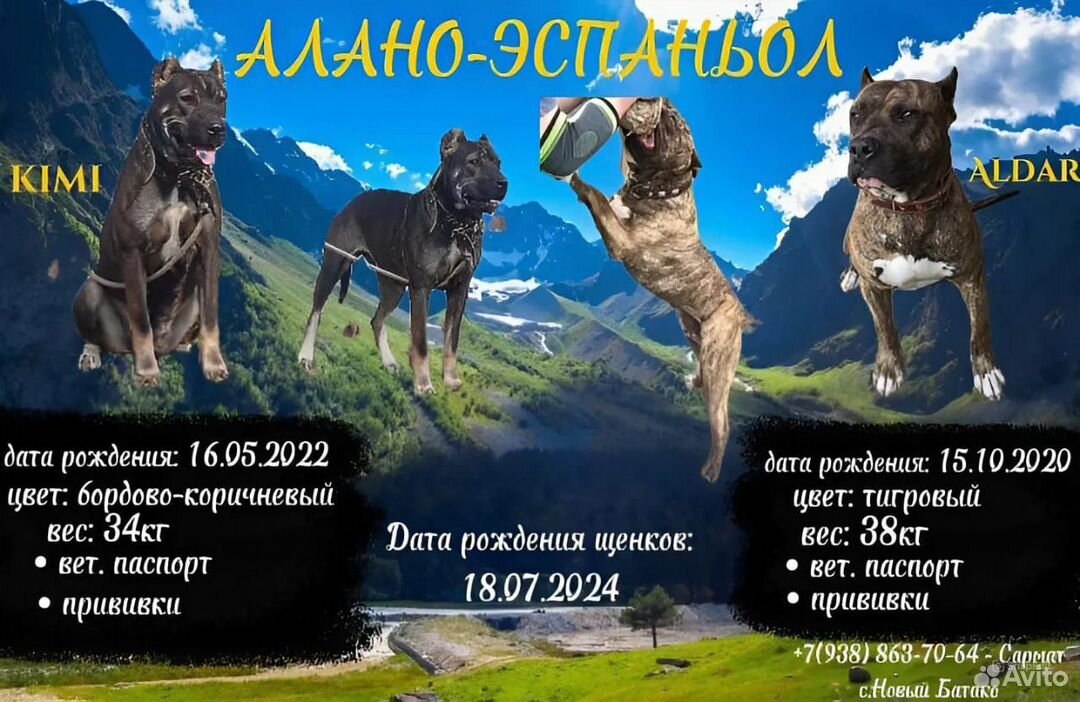 Алано эспаньол