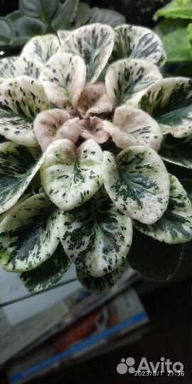 Фиалка, список