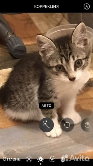 Котик мальчик, в добрые руки