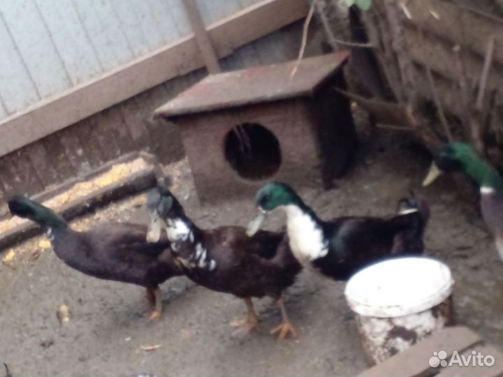 Утки индийский бегунок