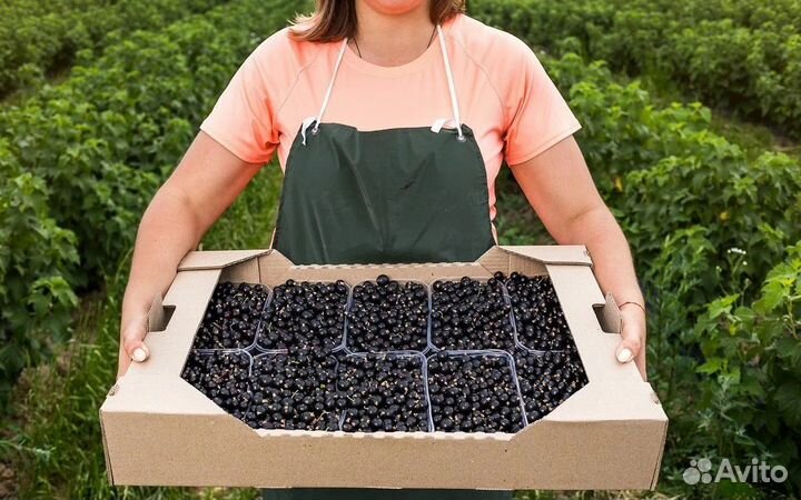 Смородина крупная сладкая морозостойкая черная