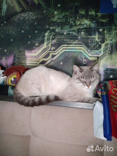 Кот 1,5 года