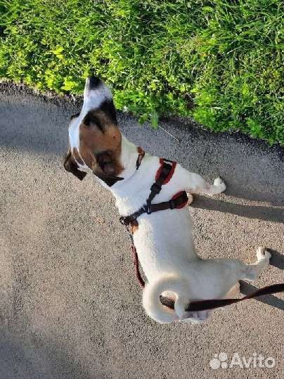 Вязка собак