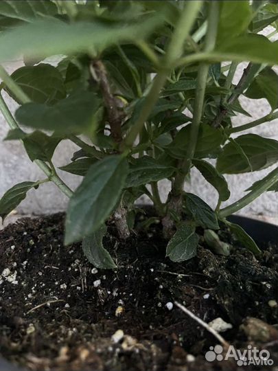 Гортензия''лайм лайт''