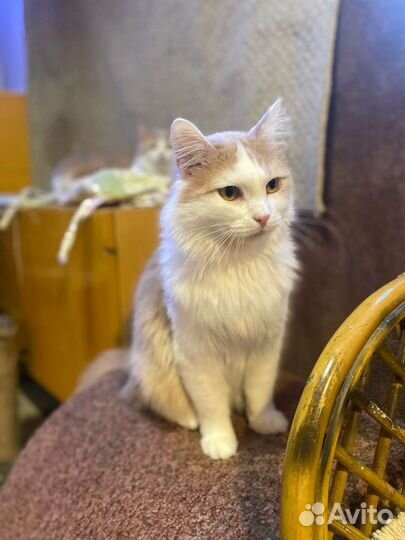 Том ищет дом