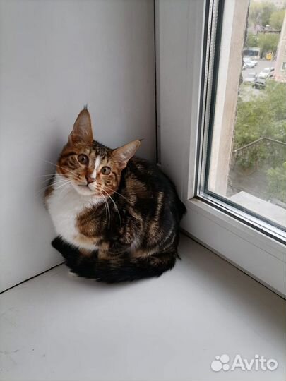 Котик метис