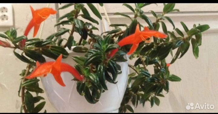 Колумнея,Хедера, рипсалисы, псевдоэрант