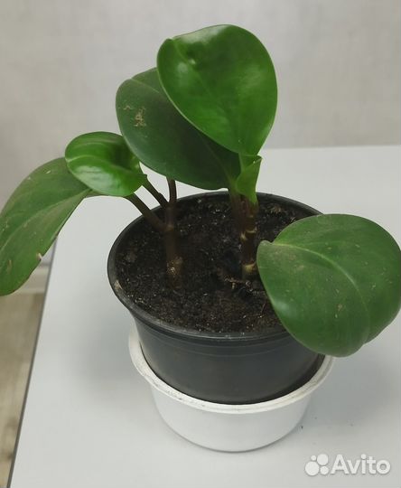 Цветок пеперомия