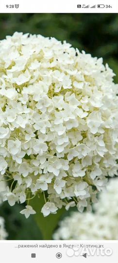 Саженцы жимолости Каприфоль, гортензии Анабель