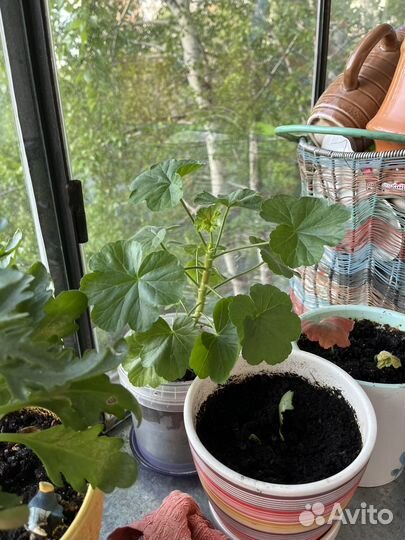 Цветы комнатные - герань, каланхоэ