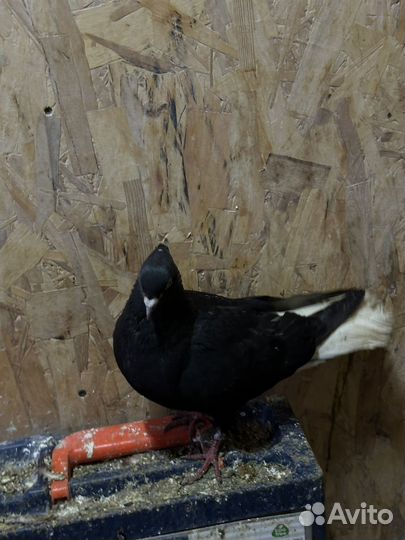 Голуби Армянскые, бакинскый, такла, иранци