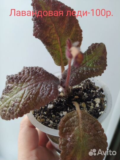 Эписции разные