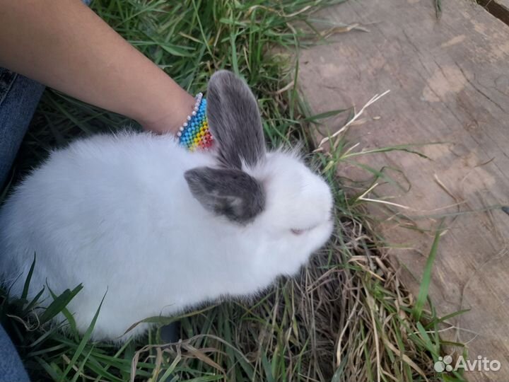 Декоративные кролики