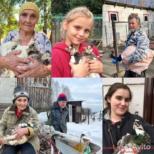 Павлинята, павлин, Бантам Ява, Серама, Кохинхины