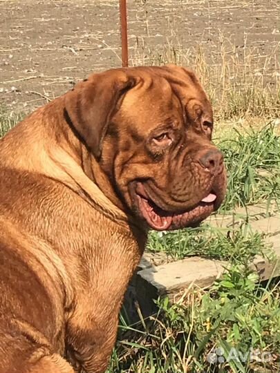 Бордоский дог. вязка