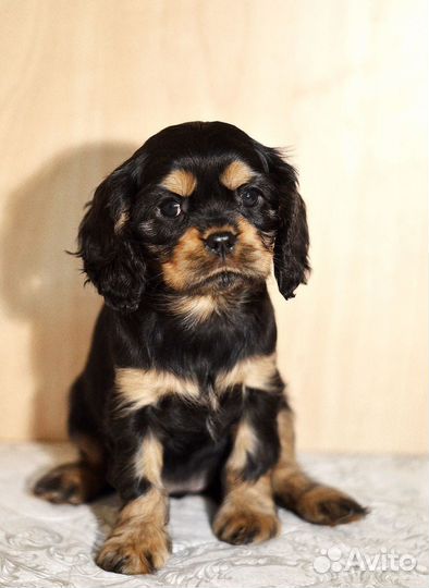 Кавалер кинг чарльз спаниель