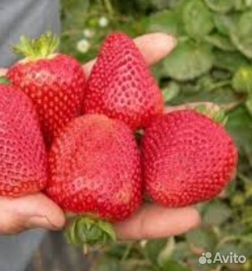 Клубника Джоли