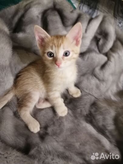 Рыжий котенок с документами