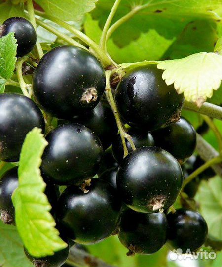 Смородина чёрная Экзотика