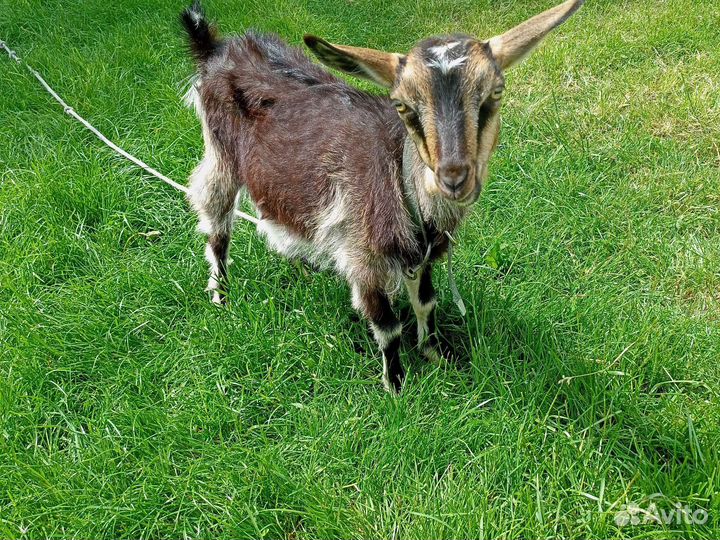 Продам козлят