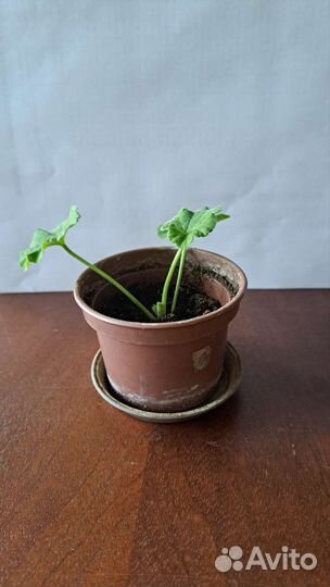 Пеларгония(герань)