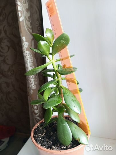 Толстянка, денежное дерево