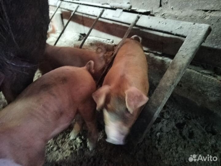 Поросята породы дюрок