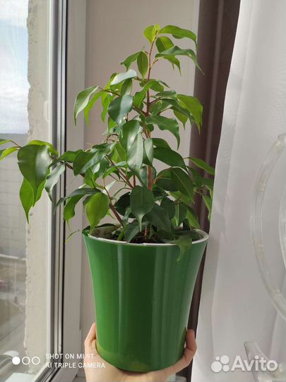 Фикус бенджамина в горшке