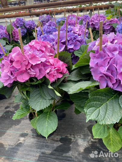 Гортензия саженцы