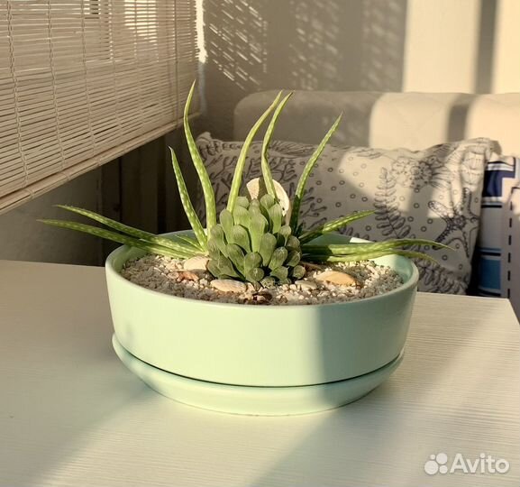 Композиция из суккулентов. Кораллы