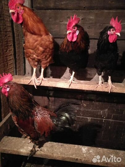 Петухи