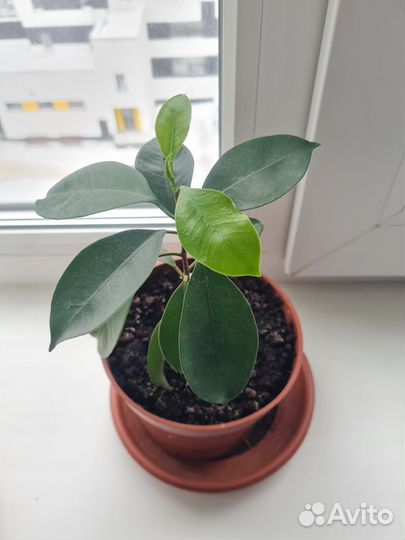 Фикус ретуза