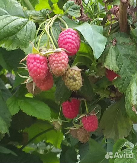 Саженцы малины cорт Рубиновая