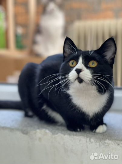 Маркизный котик Барсик