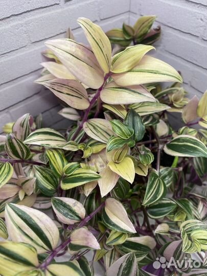 Традесканция радужный холм