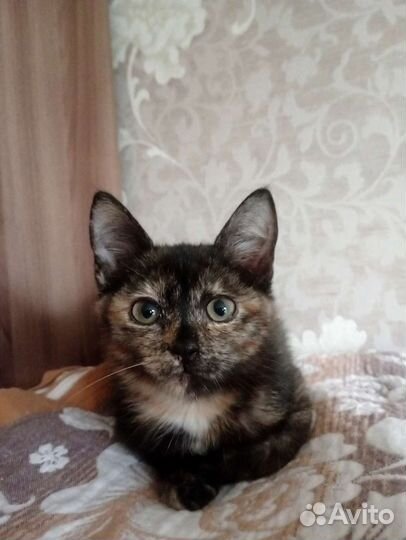 Спасите Джулю