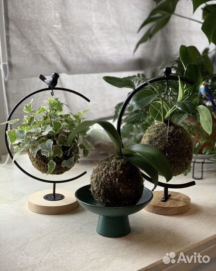 Кокедама, орхидея и другие цветы