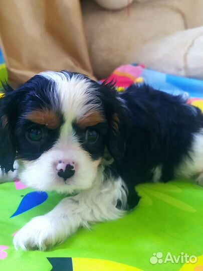 Кавалер кинг чарльз спаниель