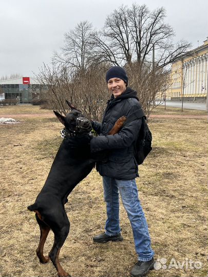 Выгул собак