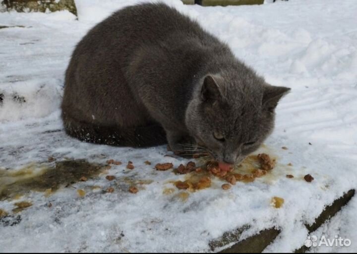 Кошки ищут дом